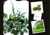 Buy High-Quality Aquarium Plants to Create a Lush Underwater Paradise
