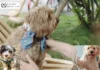 How to Obtain Authentic Papers on My Dog for Reliable Breed Certification