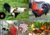Top Gamefowl Farms for Quality Breeding and Poultry Excellence