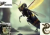 Emergency Pest Control Service Shohola for Fast and Reliable Infestation Solutions