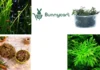 Buy Aquarium Plants Online for a Lush and Healthy Underwater Garden