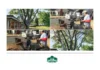 Professional Tree Pruning Services for Healthy Growth and Beautiful Trees