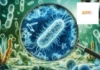 Trusted Solutions for High-Quality Biofloc Fish Farming with Richieraffle Biotech Expertise