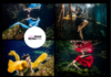 Underwater Photos Posing Tips | Fran Reina Photography