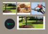 Tree Trimming Services for Healthier Growth by Grinco