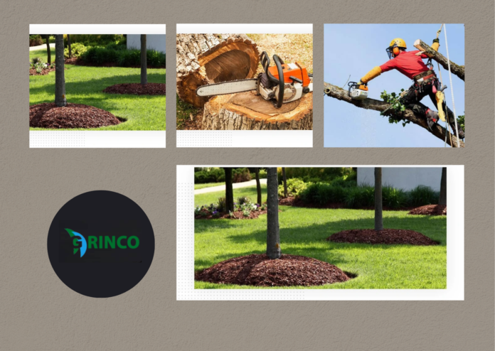 Tree Trimming Services for Healthier Growth by Grinco